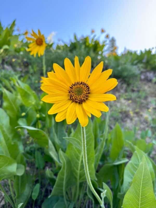 single balsamroot flower